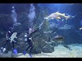 Shark feeding and views on aquariums