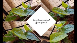 Betel leaf drink prepare this way / வெற்றிலை மற்றும் இரவு தூக்கம்