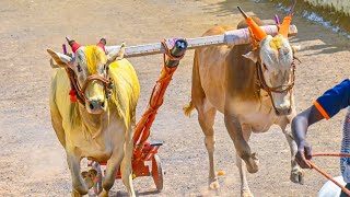 💥पवन मावळ केसरी २०२४⚜️ पहिला दिवस उर्से घाट ब्रिजेशशेठ धुमाळ-आकाशआप्पा दौंड-राहुलशेठ धामणकर ११.६६🚀✨🔥