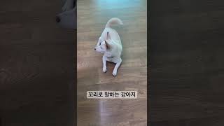 잠오는 강아지. 눈꺼풀 덮이기 직전. 꼬리로 말하는 강아지 살구. #shorts