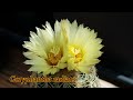 my cactus u0026 succulent flowers highlights july 22 cactusblooms cactuscollection succulents