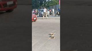 Cobra brings peak hour traffic to grinding halt in Udupi