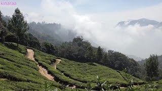 AN AWESOME UNEXPLORED NATURE TRAIL AROUND MUNNAR IN 4K