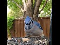 Big Blue Jays Peanuts 🥜