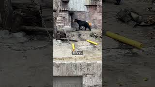 急にフリーズする～  マレーグマのマーサ  《天王寺動物園》