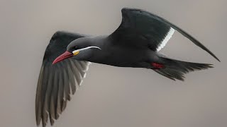 Uncovering the Fascinating Secrets of the Rare Inca Tern!