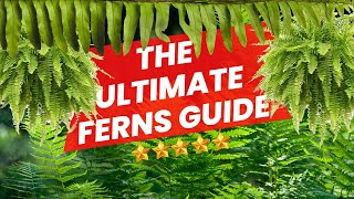 Best Guide to growing Ferns | Lush evergreen plants for indoors #ferns | Complete Guide | Fern care