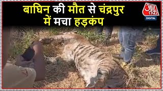 Maharashtra: करंट लगने से हुई बाघिन की मौत, मचा हड़कंप | Chandrapur News