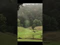 Horses playing while it's raining #explore #farm