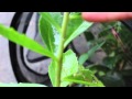 Alenka putting a black swallowtail chrysalis in our portable butterfly house