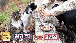 고시원에 살고 있는 네마리 길고양이, 너무 귀여워요. ^^