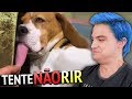 O TENTE NÃO RIR VOLTOU!!! [+10]