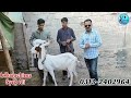 muneer goat farm kamori male in cheap ❤️🤩🤗 pregnant goats