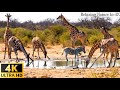 4K Wild Animals - Africa, Mana Pools National Park - Scenic Wildlife Film With Calming Music
