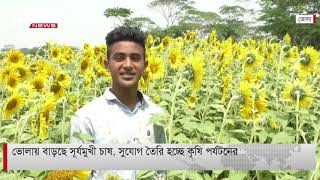 ভোলায় বাড়ছে সূর্যমুখী চাষ, সুযোগ তৈরি হচ্ছে কৃষি পর্যটনের