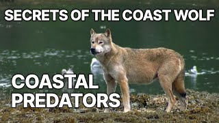 Secrets of the Coast Wolf | Coastal Predators