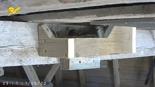 Barn Swallow nest