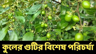 কুলের গুটি আসার পর পরিচর্যা। Cultivation of plants