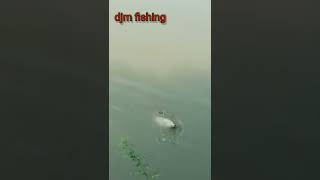 Big grasscurp fishing//বড়ো গ্রাসকার্প মাছধরা