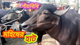 ২৪/১২/২৪ বিসাল মহিষের হাট। পাঁচবিবি জয়পুরহাট। #cow #gorurhat #গরুর_হাট #গরু #viralvideo