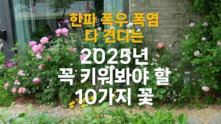 한파 폭염 폭우 다 견디는 2025년 꼭 키워봐야 할 추천 꽃 10가지