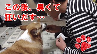 あの臭い匂いを１億倍の嗅覚を持つ犬に匂わせたら？【コーギーチロ】