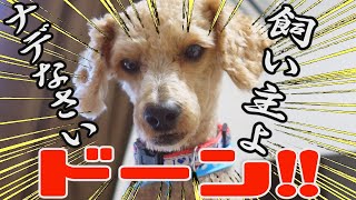 【トイプードル】かわいい顔して飼い主の上に座っている愛犬【トイプードルのテヤン】