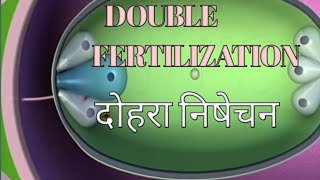 दोहरा निषेचन (Double fertilization