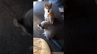 柴犬ポンちゃんと柴ねこコウタン　秋の優しい光の中で