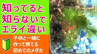 知ってると知らないでエライ違い【子供と一緒に作る・育てるメダカ水槽】【初心者】【100均】