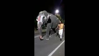 elephant chatting  ఇది ఏనుగు ముచ్చ‌ట‌