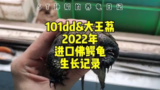 101dd\u0026仙兽谷2022年进口佛鳄苗生长记录