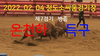 2023.02.04 청도소싸움경기장 제7경기 병종 온천하 / 득구