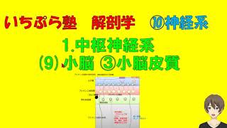 【いちぷら塾】解剖学　10神経系 1 中枢神経系 (9) 小脳 ③小脳皮質 #あん摩マッサージ指圧師、鍼灸師