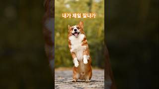 가장 인기있는 강아지 #knowledge #dog #랭킹