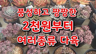 신세대다육 010 4105 9117 💕 풍성하고 짱짱한💕2천원부터 여러종류 다육💕