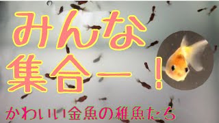 【金魚の赤ちゃんの　】我が家の針子や稚魚を全員紹介！【目まぐるしい成長記録】