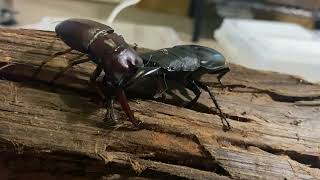 アスタコイデスノコギリクワガタvsサキシマヒラタクワガタ Prosopocoilus astacoides vs Dorcus titanus sakishimanus