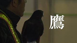 2018 鷹で青葉公園のムクドリ対策