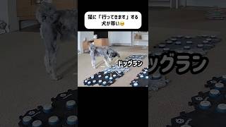 猫に「行ってきます」する犬　＃ドッグラン＃会話ボタン