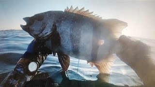 おっちゃんの魚突き２８　石鯛