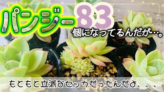 【多肉植物】#119 あら？そんなにたくさん『パンジー』