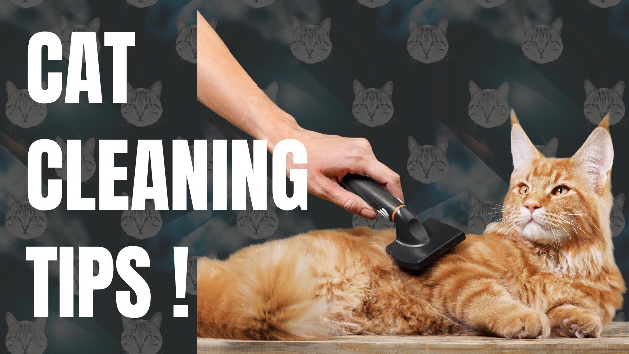 How To Cat Proof Your Home Housepetscare
