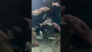 ニシン　おたる水族館　Pacific herring