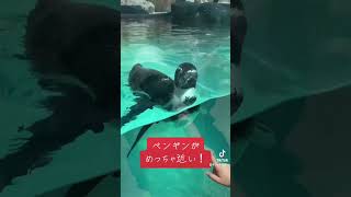 のんほいパークのペンギンがめっちゃ近い！w #ペンギン #のんほいパーク #豊橋総合動植物公園 #shorts