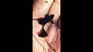 Samurai black guppies - ഫുൾ ബ്ലാക്ക് ഗപ്പികളിലെ സുന്ദരൻ !!  #samuraiblackguppy #shorts