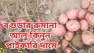 বগুড়ার রুমানা আলু কিনুন পাইকারি দামে || হালিম ট্রেডার্স ভাউলারহাট ঠাকুরগাঁও ০১৭১৭৫২১৯১৮