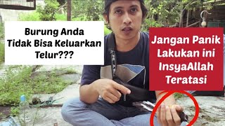 Terbukti!!! Cara Atasi Burung Murai yang Tidak Bisa Mengeluarkan Telur || EGG BINDING