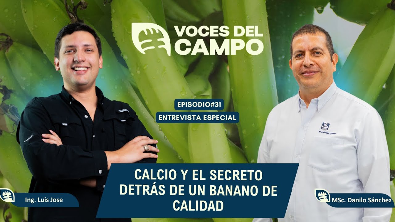 Calcio Y El Secreto Detrás De Un Banano De Calidad Msc Danilo