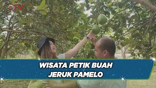 Intip Keseruan Wisata Petik Buah Jeruk Pamelo di Pati